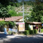 Les Actinidias